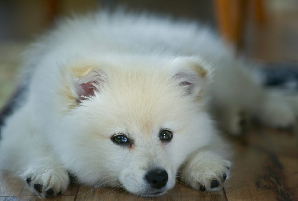 miniature samoyed