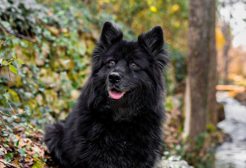 black samoyed