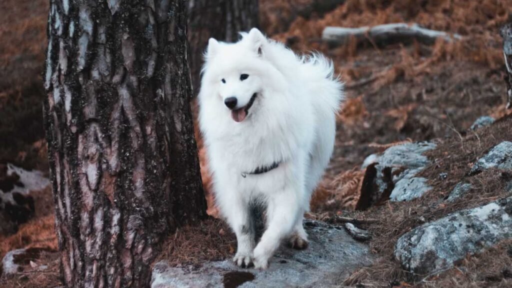 white samoyed dog