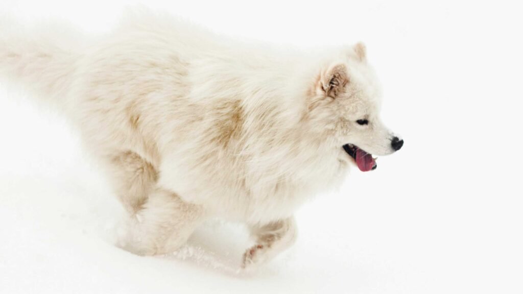 white and biscuit samoyed