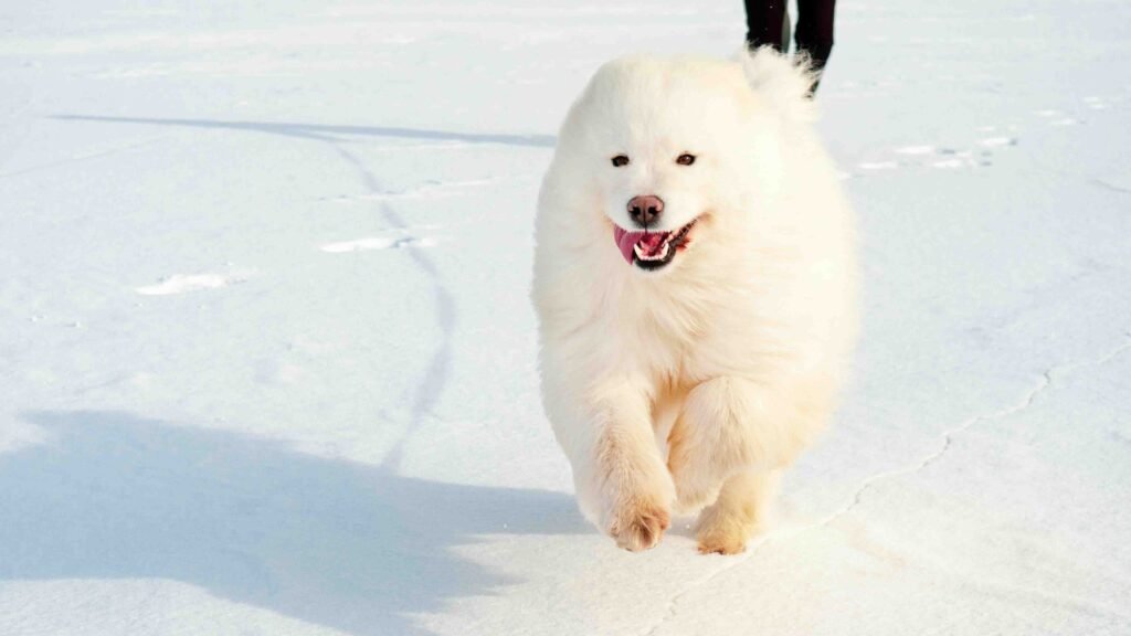 biscuit color samoyed