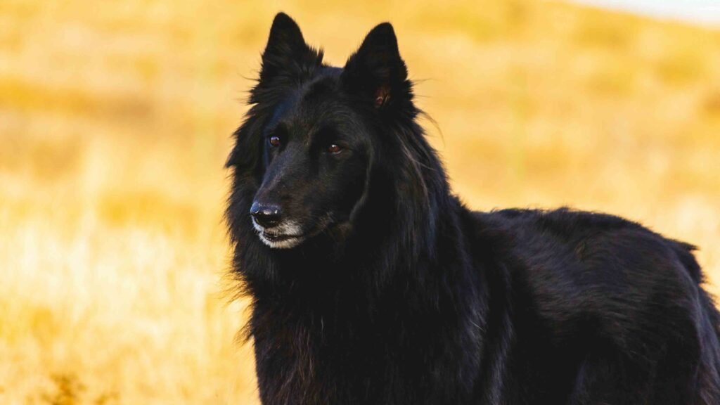 black Belgian Sheepdog