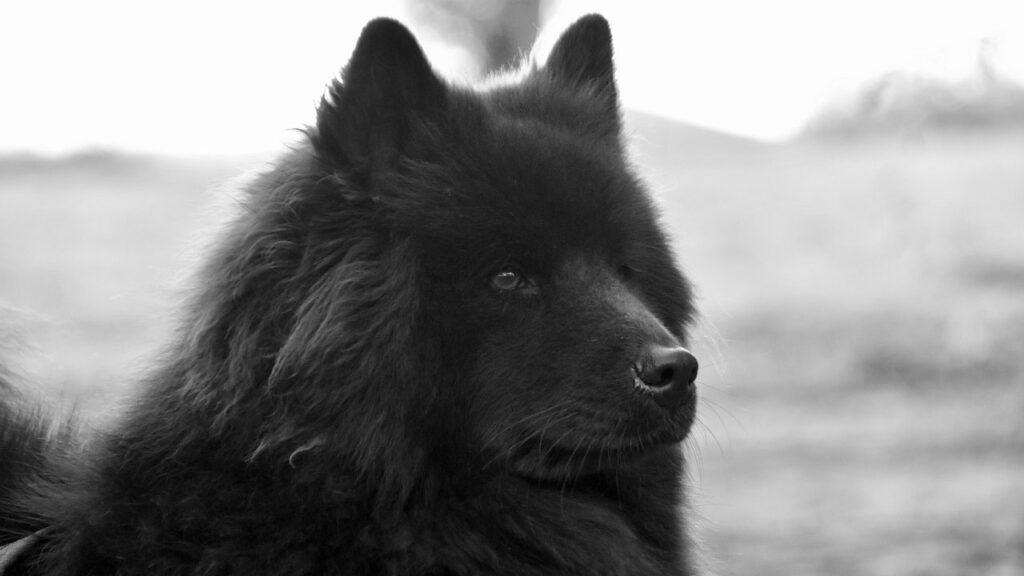 black eurasier