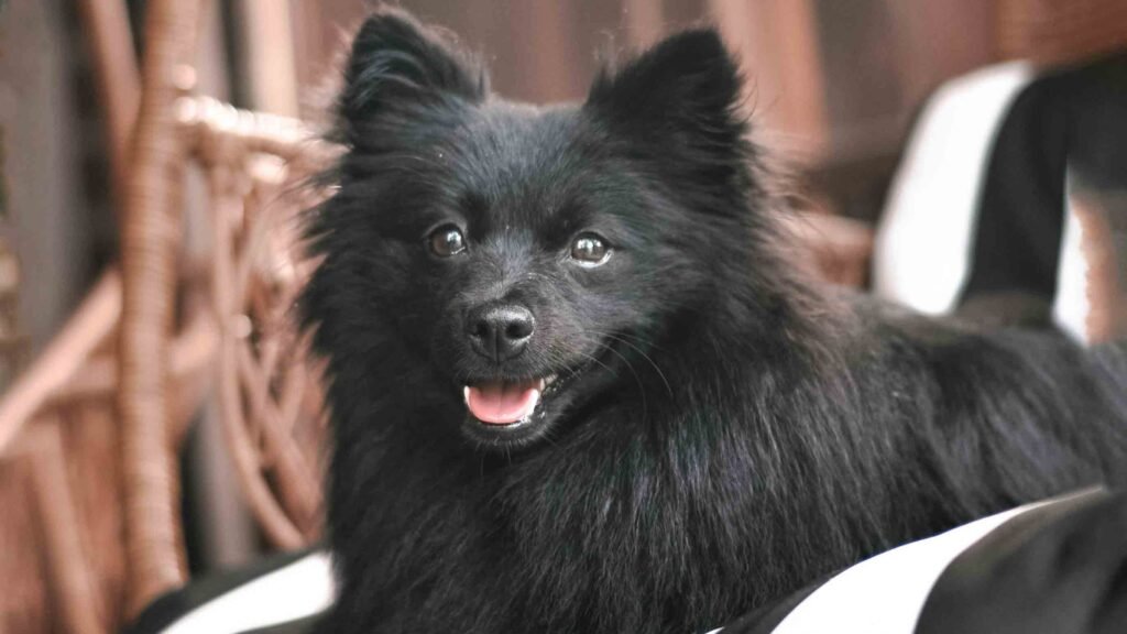 black Pomeranian