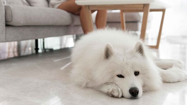 do samoyed shed