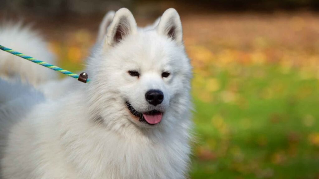 samoyed hairs regrowth