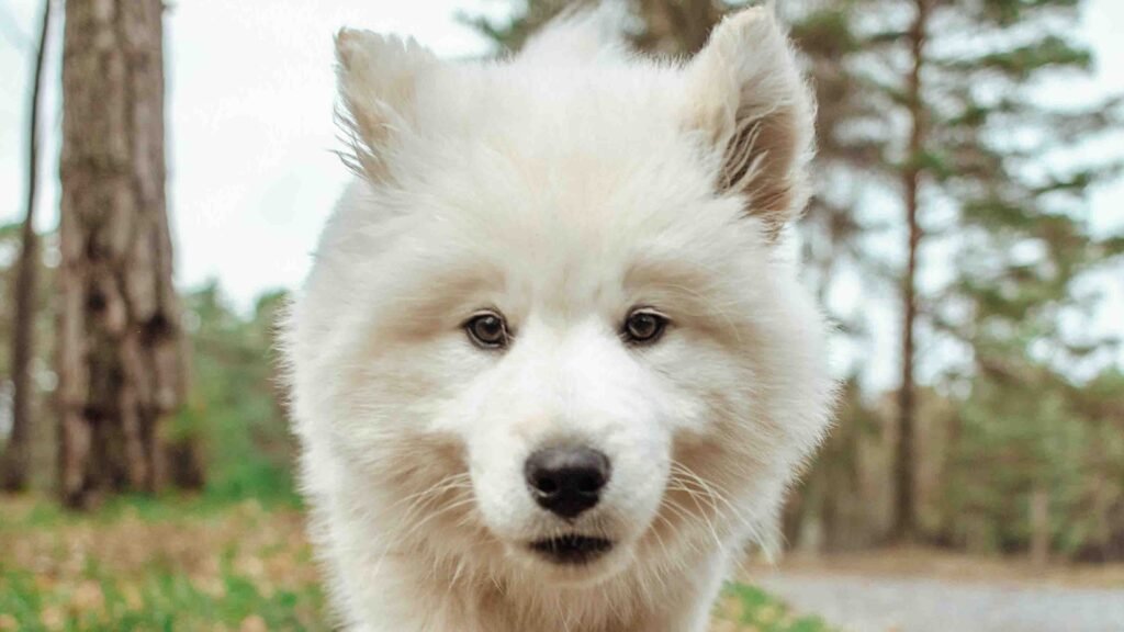 lifespan of a samoyed dog