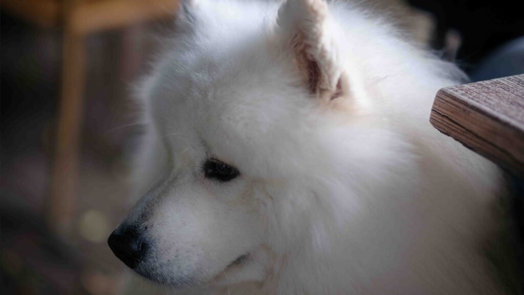 samoyed health issue