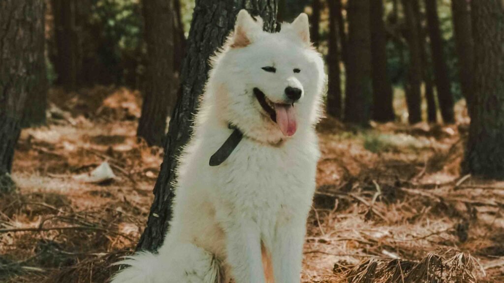 Samoyed in forest