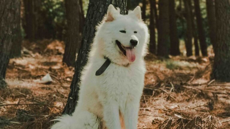 Samoyed in forest