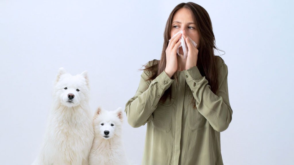 are samoyeds hypoallergenic dogs