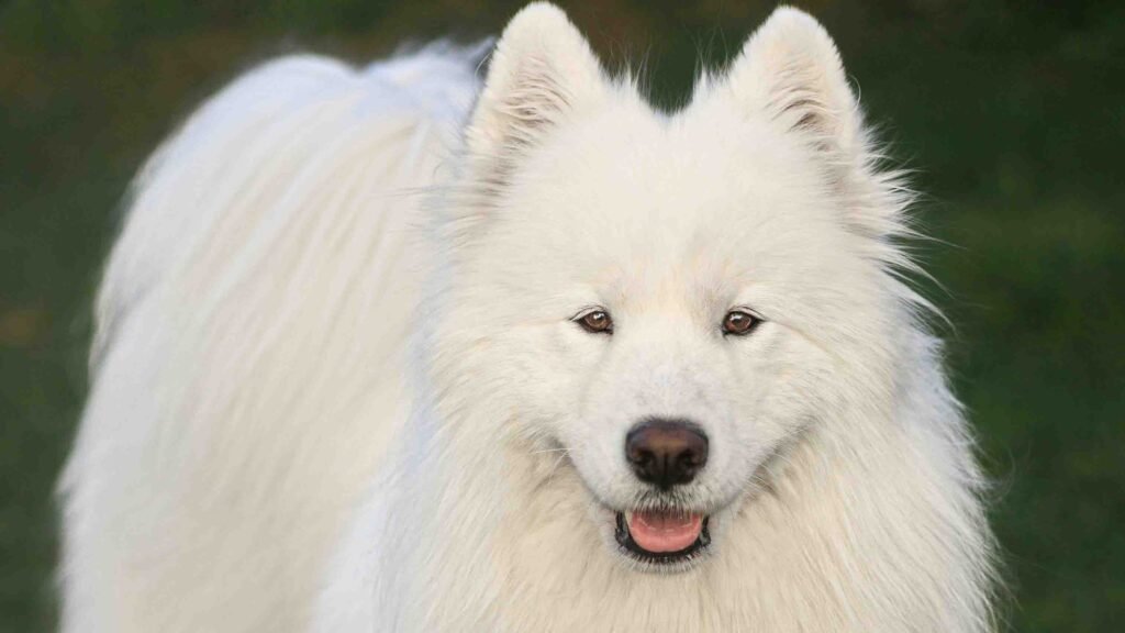 smaoyed fluffy coat