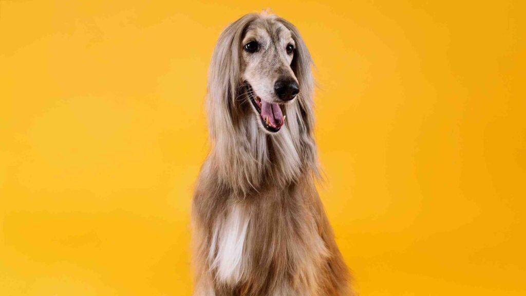 afghan hound a hypoallergenic dog