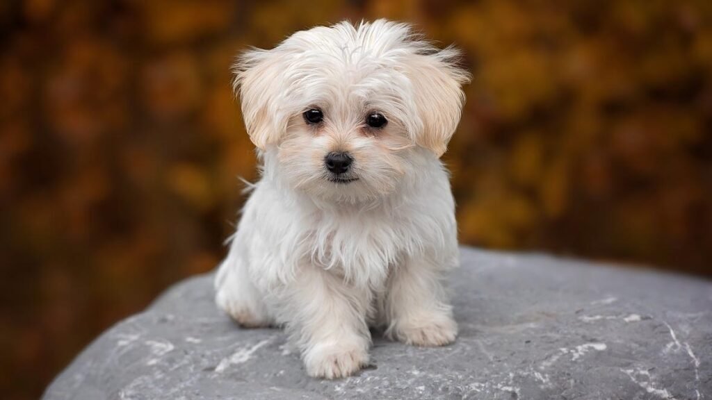 cute maltese a hypoallergenic dog