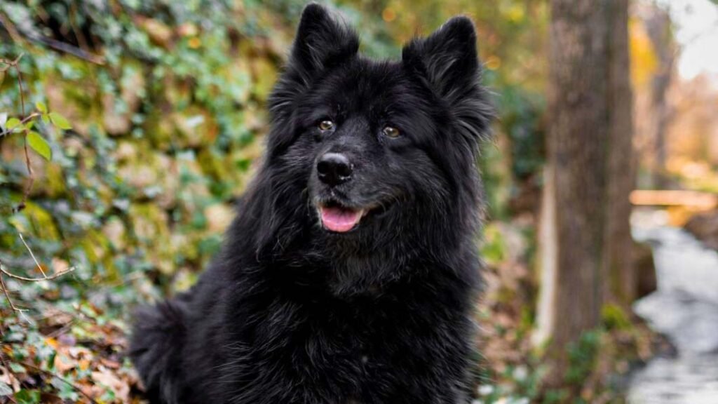 black samoyed dog