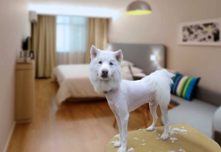 shaving a samoyed